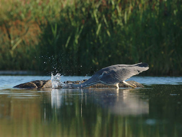 Harmaahaikara, Grey Heron, Ardea cinerea